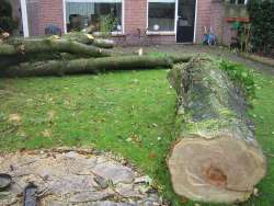 Bomen rooien Susteren